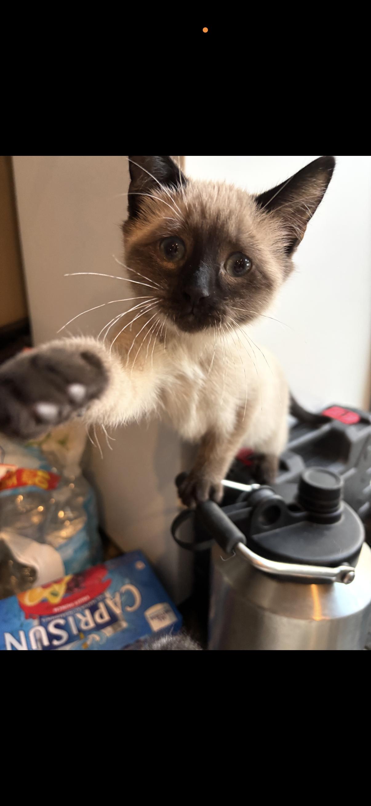 Eloise , adopted, Kitten Female Siamese.