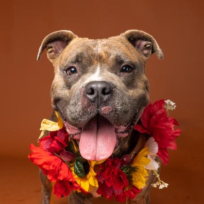 Tonka, Adoptable, Adult Male Pit Bull Terrier & Mixed Breed.