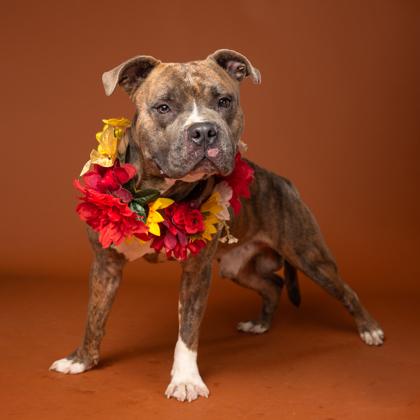 Tonka, Adoptable, Adult Male Pit Bull Terrier & Mixed Breed.