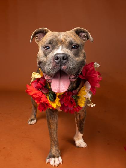 Tonka, a Adoptable mixed breed in Atlanta, GA image 3/3