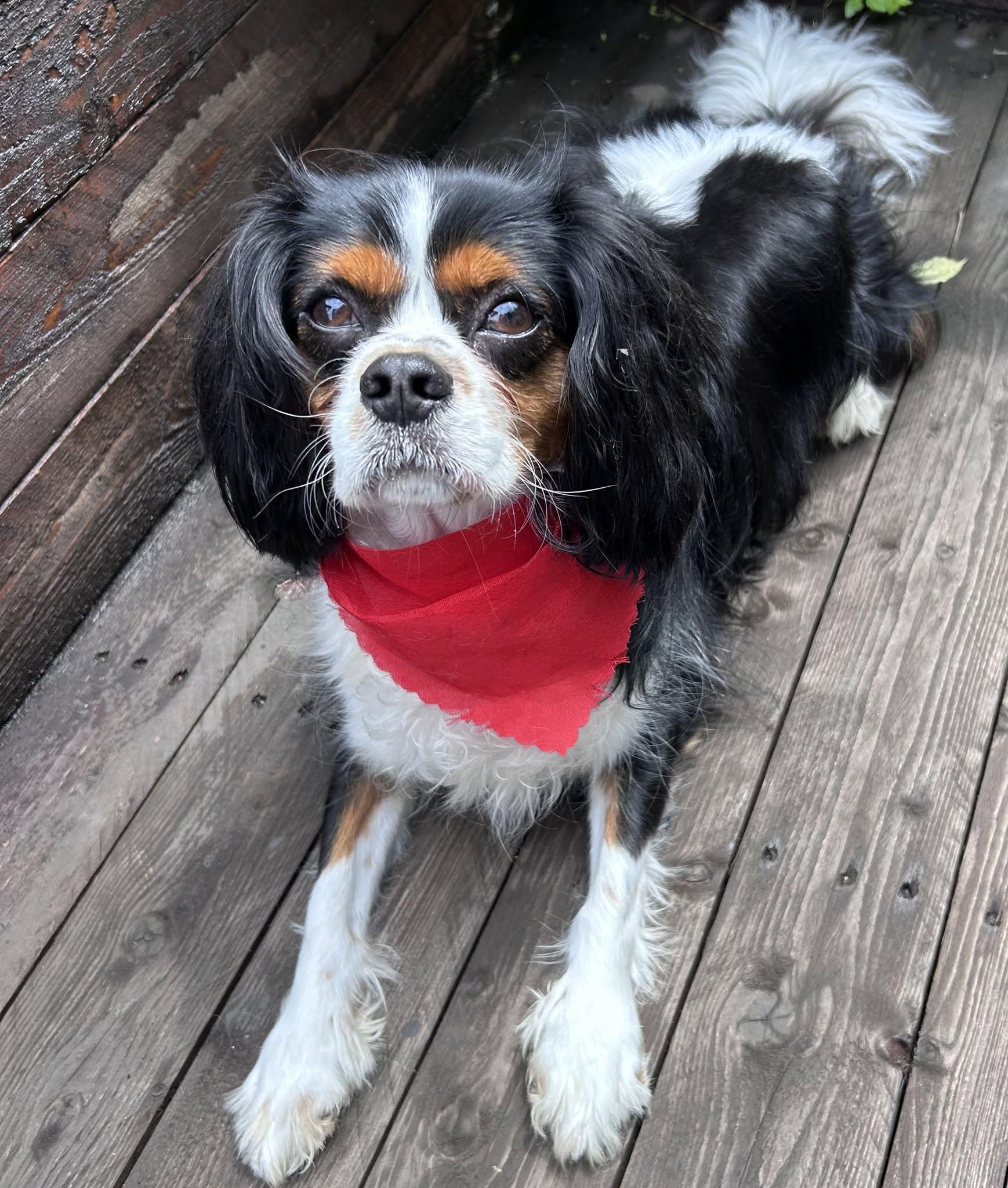 Enlarge CHARLIE, a ADOPTABLE Cavalier King Charles Spaniel in Montreal, QC image 3/3