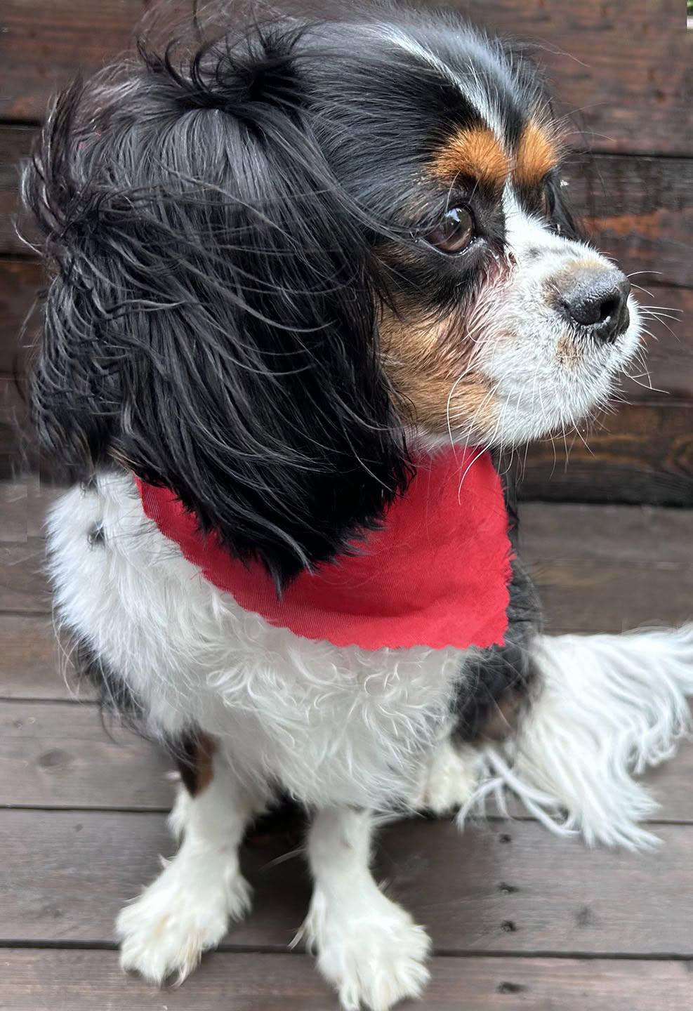 Enlarge CHARLIE, a ADOPTABLE Cavalier King Charles Spaniel in Montreal, QC image 2/3