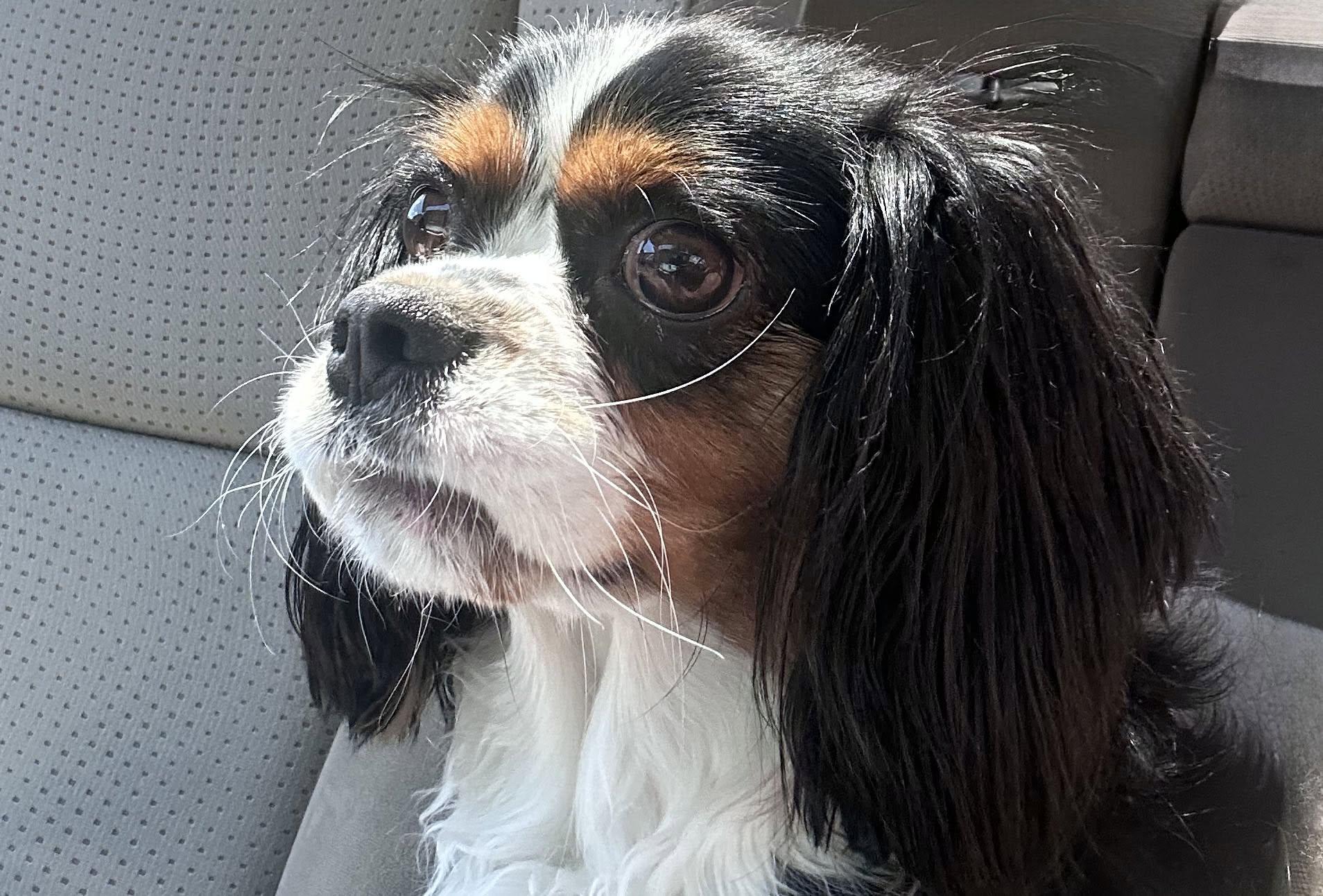 Enlarge CHARLIE, a ADOPTABLE Cavalier King Charles Spaniel in Montreal, QC image 1/3