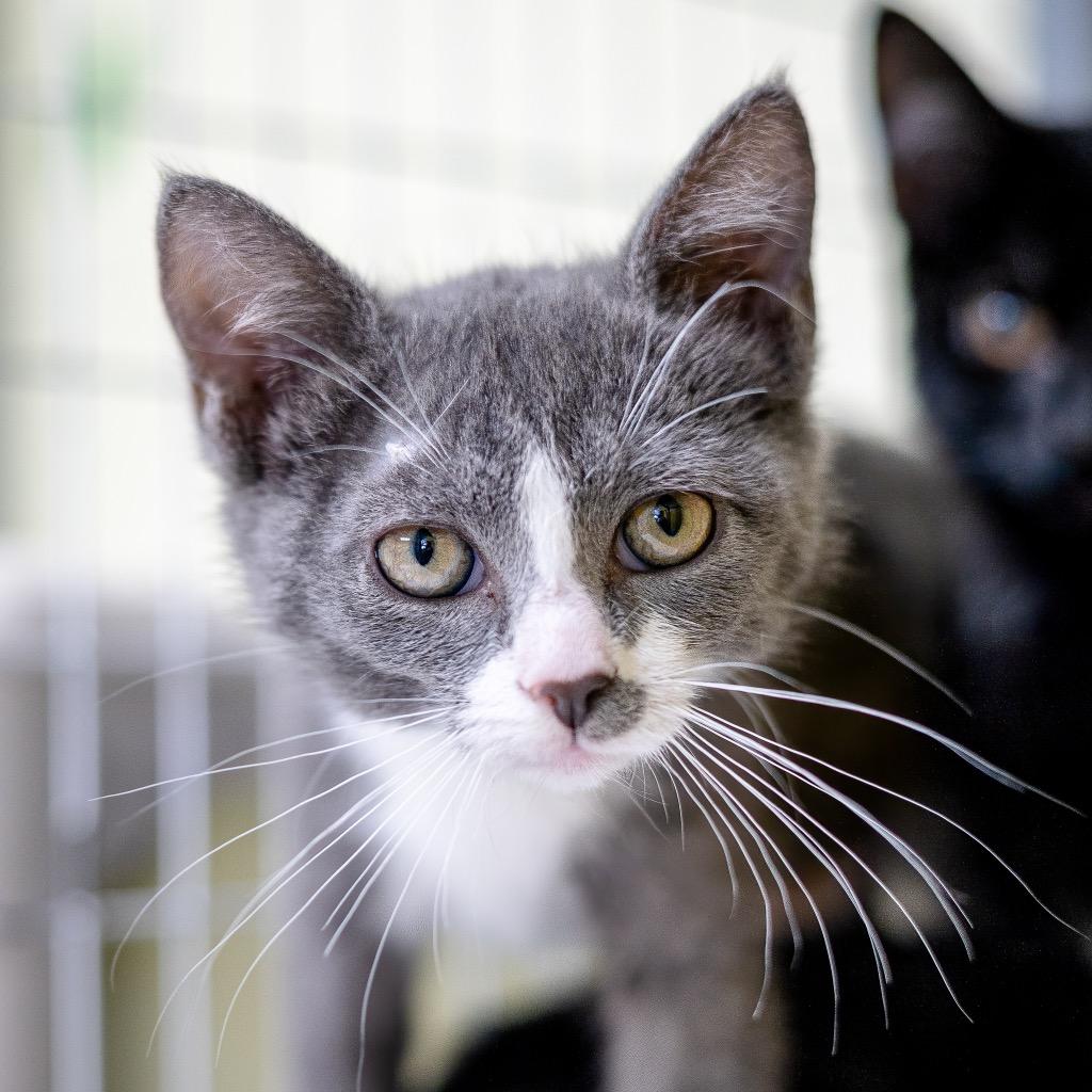Enlarge Bear, a Adoptable Domestic Short Hair in Saint Petersburg, FL image 1/1