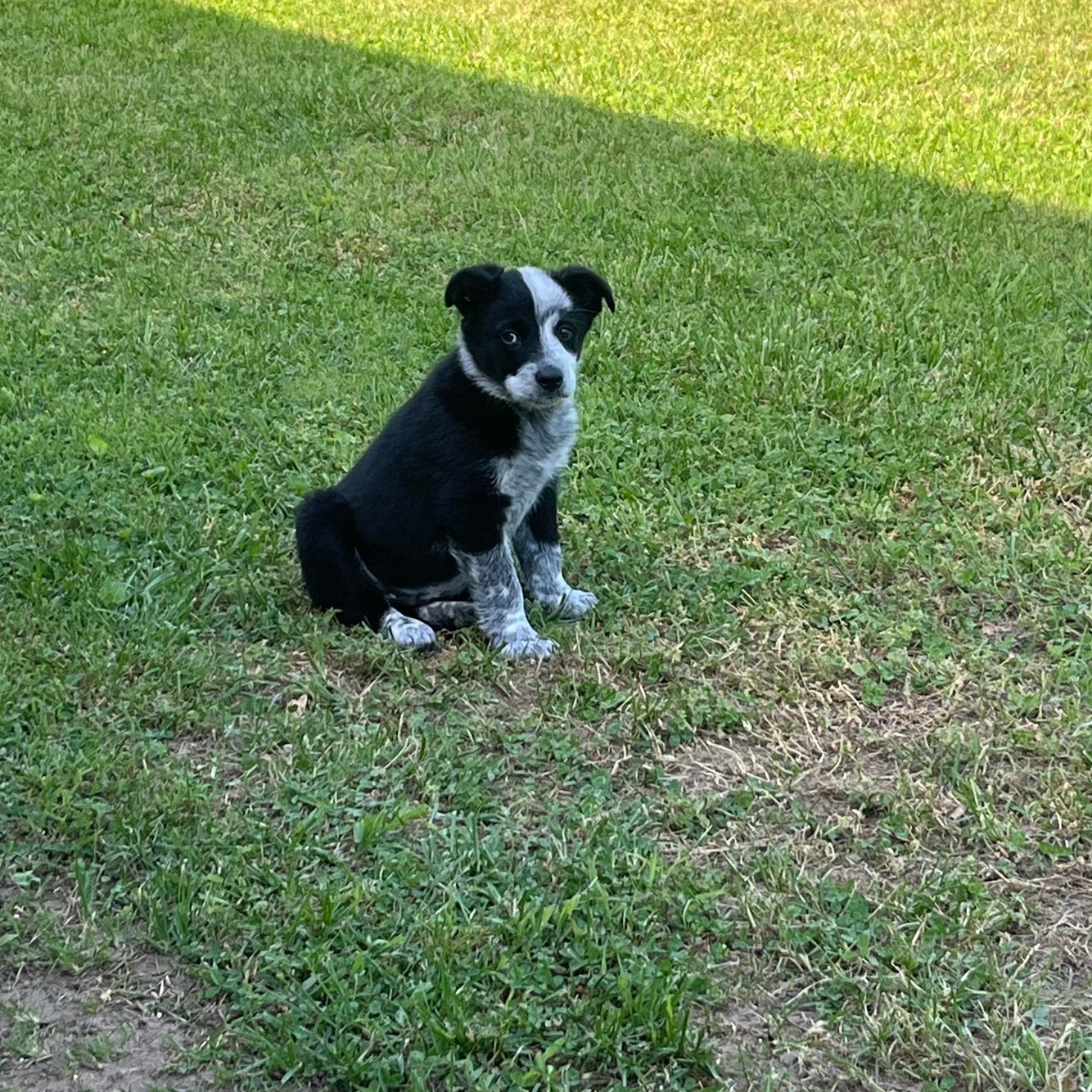 Memphis, Adopted, Puppy Male Australian Cattle Dog / Blue Heeler.