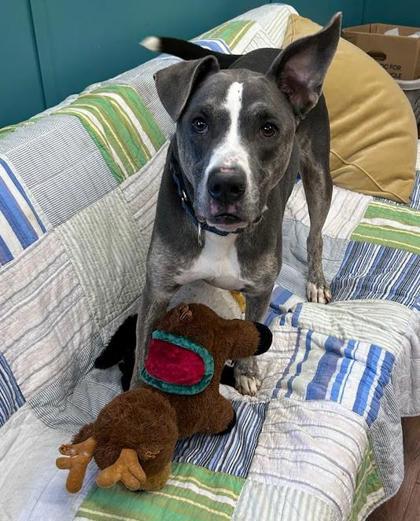 Inky, Adoptable, Senior Male Mixed Breed & Mixed Breed.