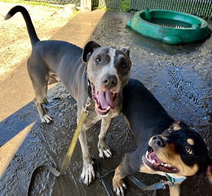 Enlarge Inky, a Adoptable mixed breed in Savannah, GA image 1/3