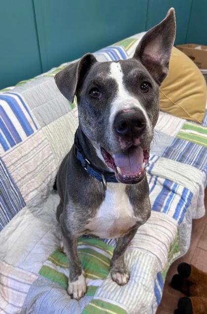 Enlarge Inky, a Adoptable mixed breed in Savannah, GA image 2/3