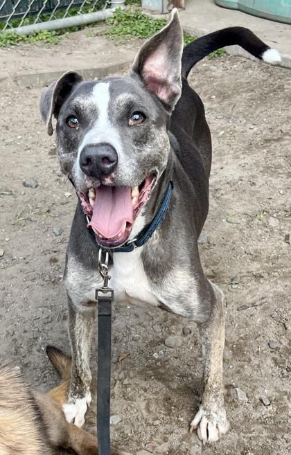 Enlarge Inky, a Adoptable mixed breed in Savannah, GA image 3/3