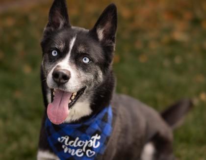 Kyle, Adoptable, Young Male Husky & Mixed Breed.