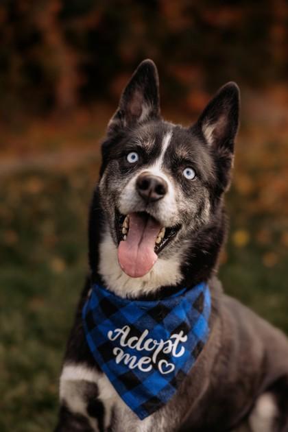 Enlarge Kyle, a Adoptable mixed breed in Portola, CA image 2/3