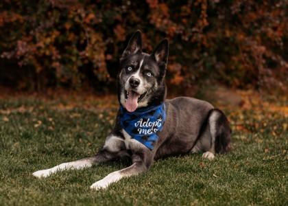 Enlarge Kyle, a Adoptable mixed breed in Portola, CA image 3/3