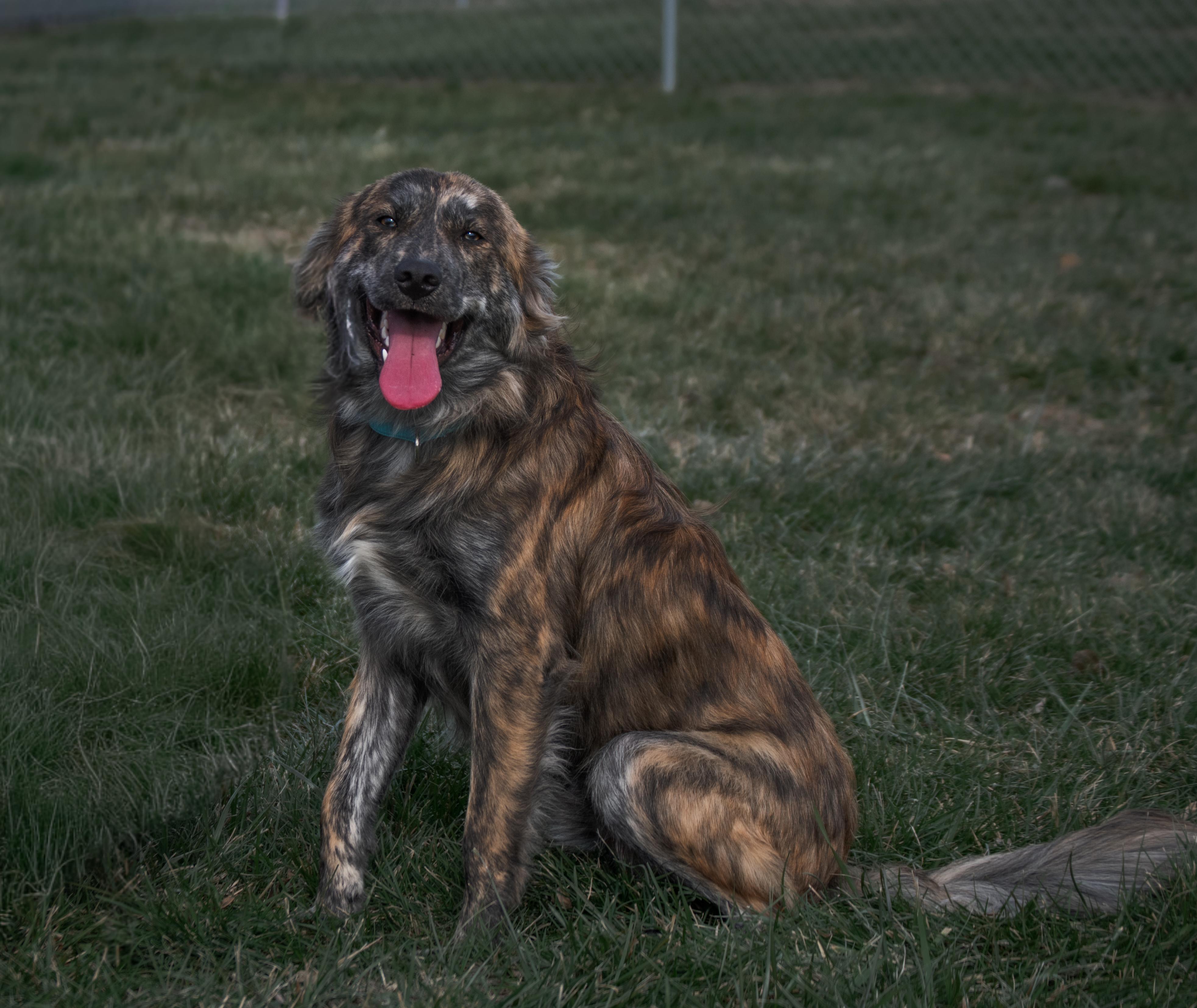 Enlarge Theo, a ADOPTABLE mixed breed in Winchester, KY image 5/6