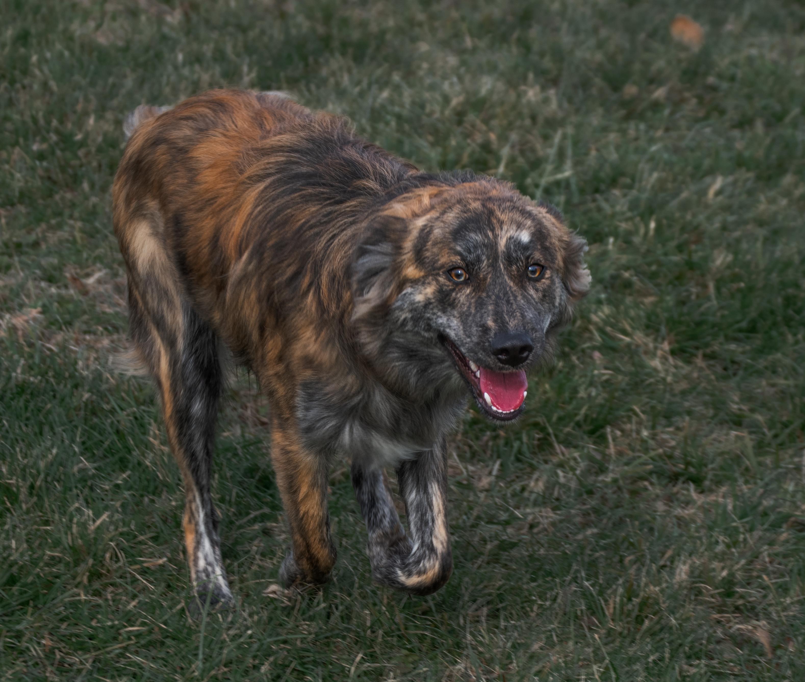 Enlarge Theo, a ADOPTABLE mixed breed in Winchester, KY image 6/6