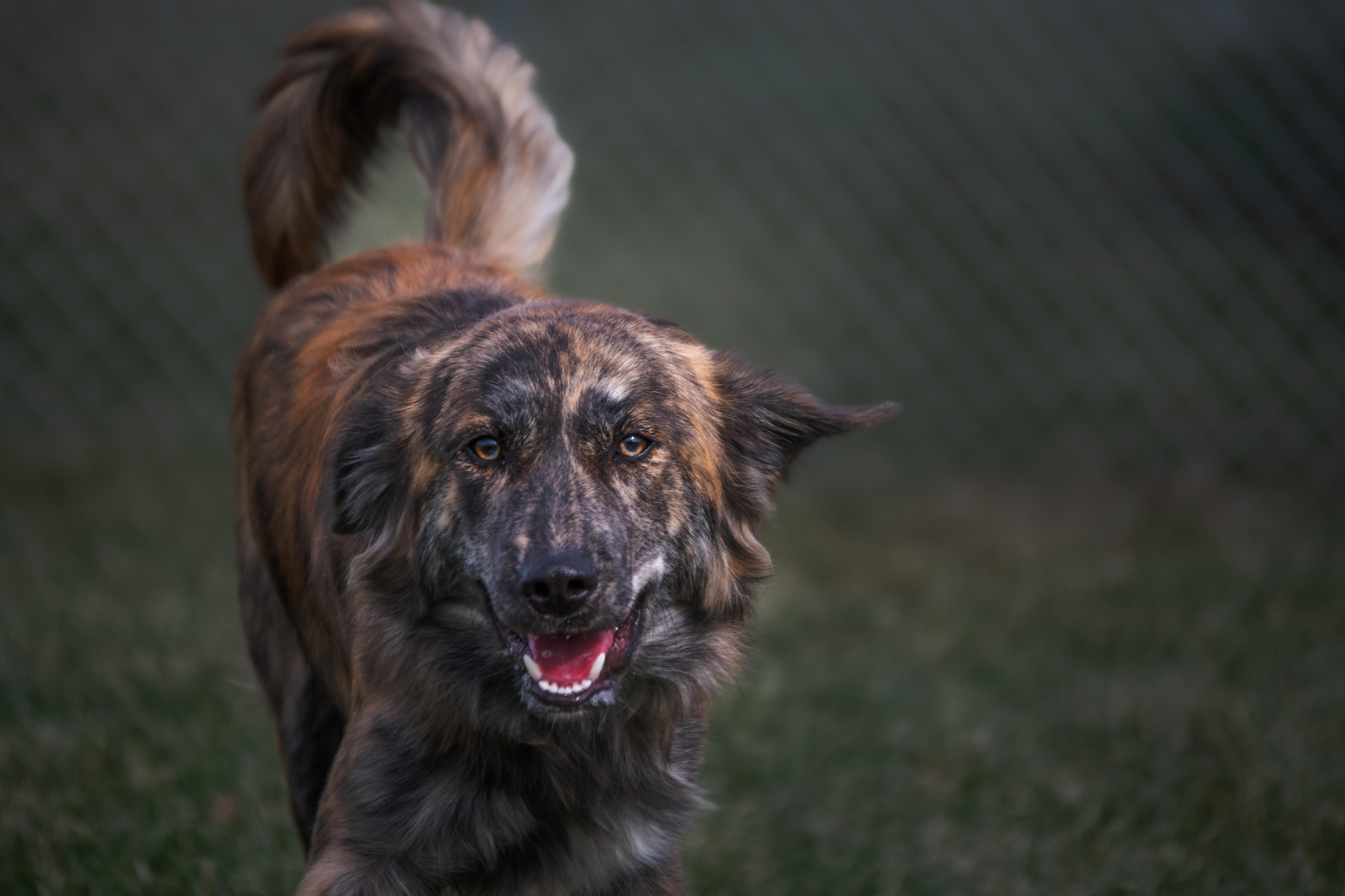 Enlarge Theo, a ADOPTABLE mixed breed in Winchester, KY image 2/6