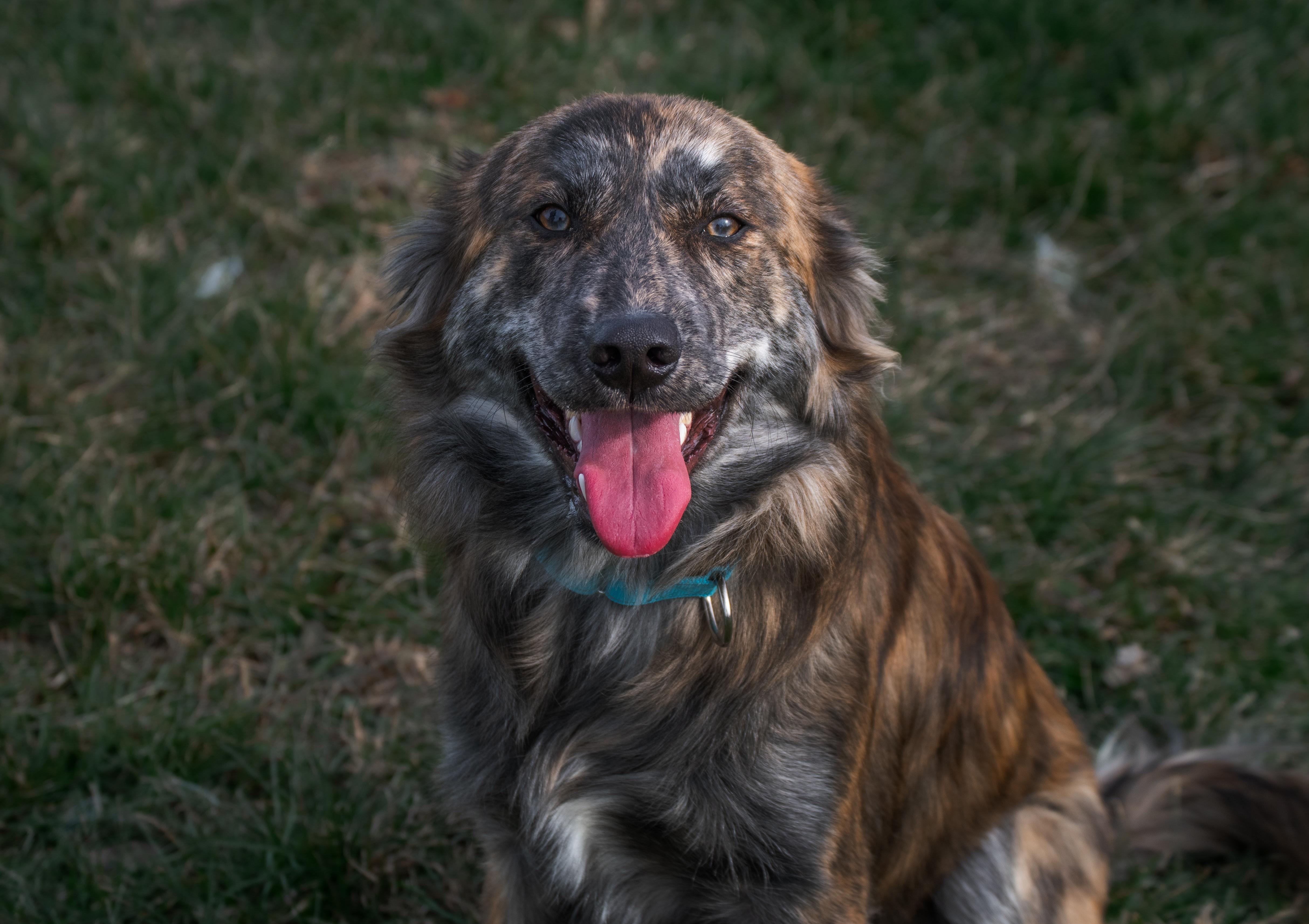 Enlarge Theo, a ADOPTABLE mixed breed in Winchester, KY image 3/6