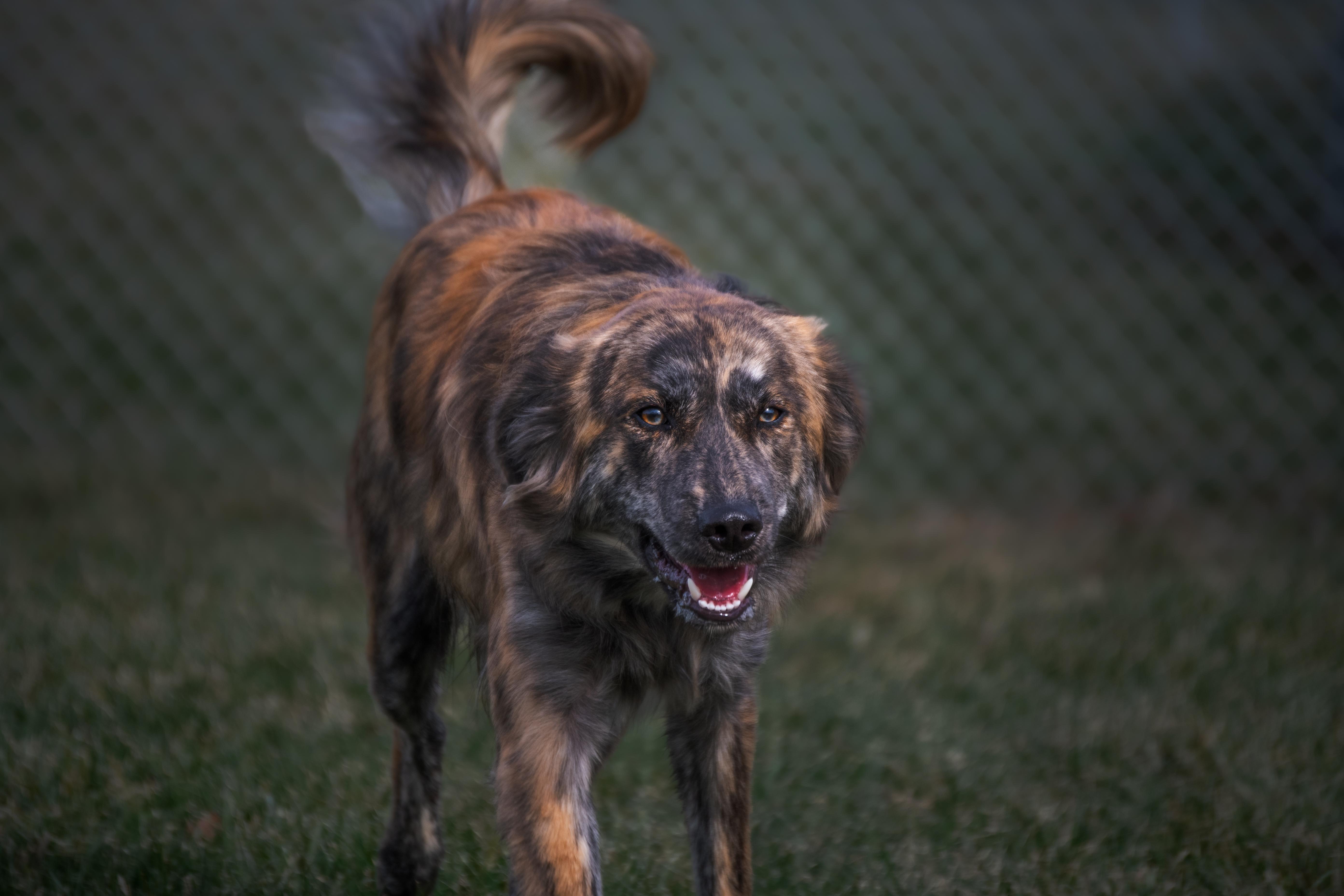 Enlarge Theo, a ADOPTABLE mixed breed in Winchester, KY image 4/6