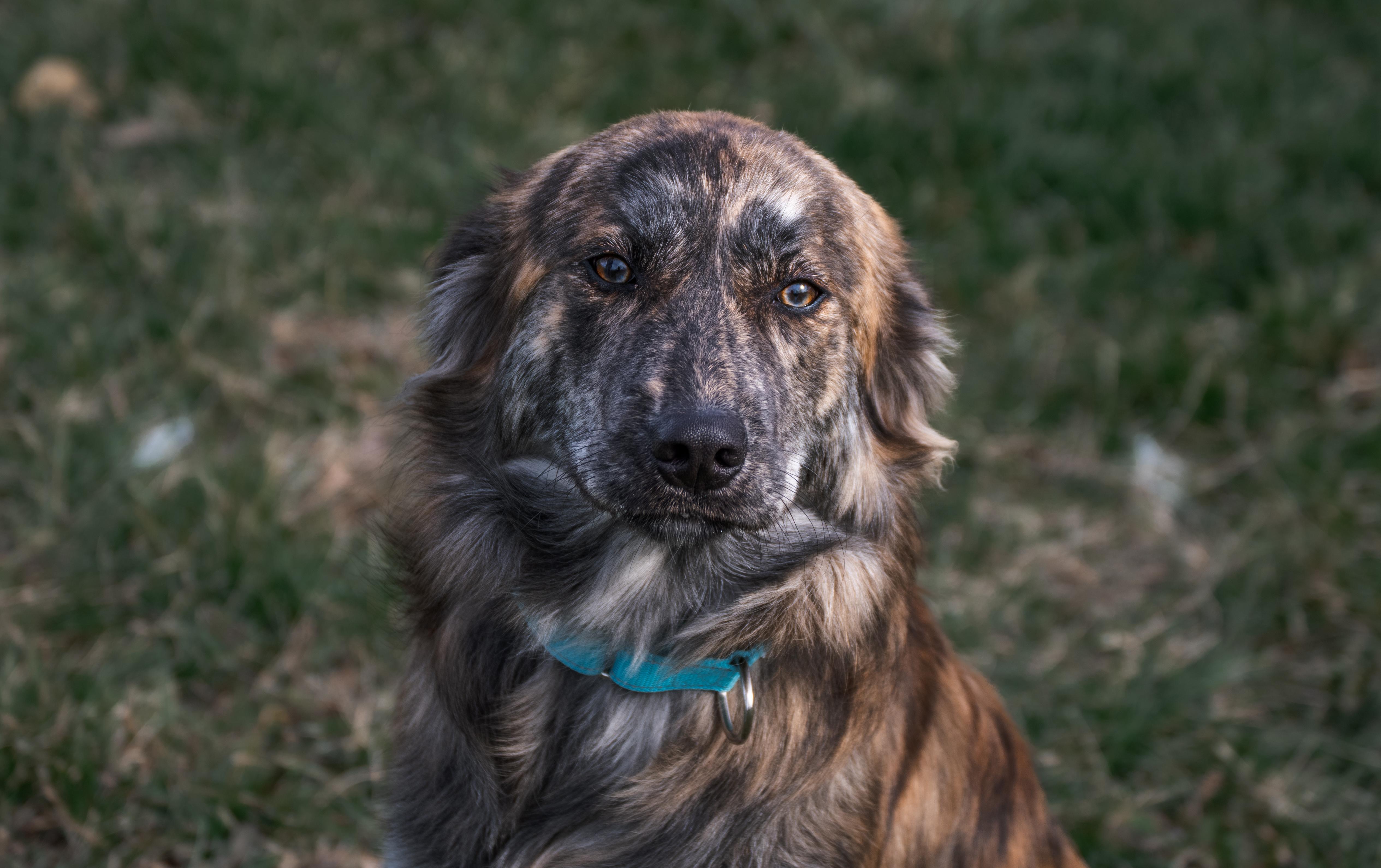 Enlarge Theo, a ADOPTABLE mixed breed in Winchester, KY image 1/6