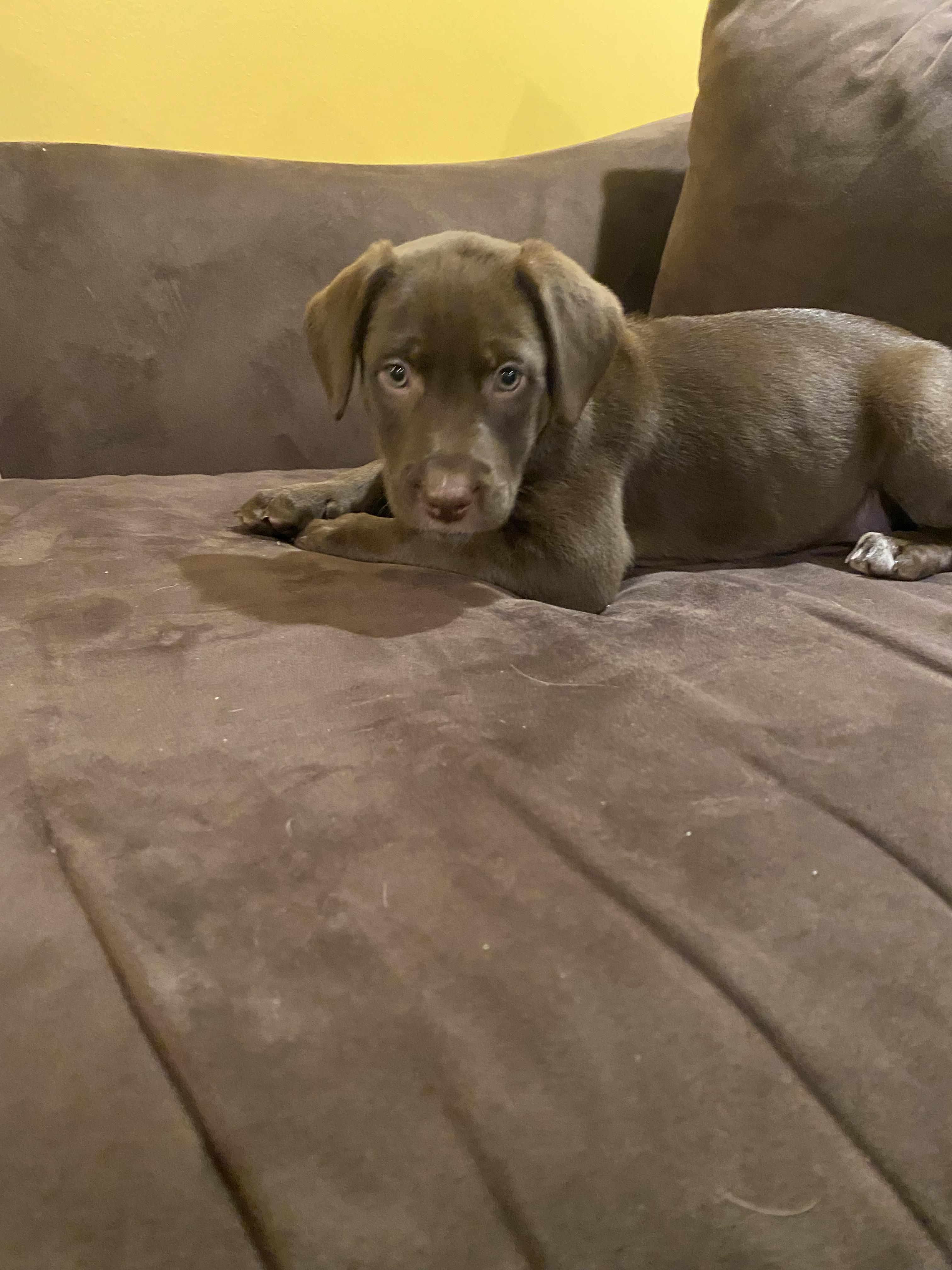 Indy (Snowflake), Adopted, Puppy Female Pit Bull Terrier & Great Dane.