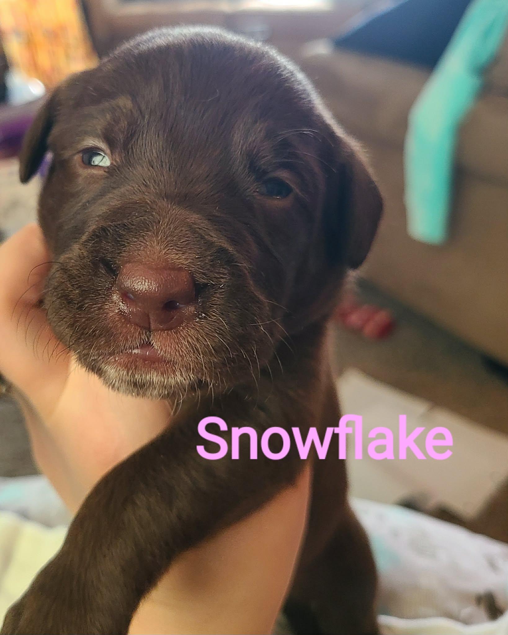 Enlarge Indy (Snowflake), a Adopted mixed breed in St. Clair Shores, MI image 3/6