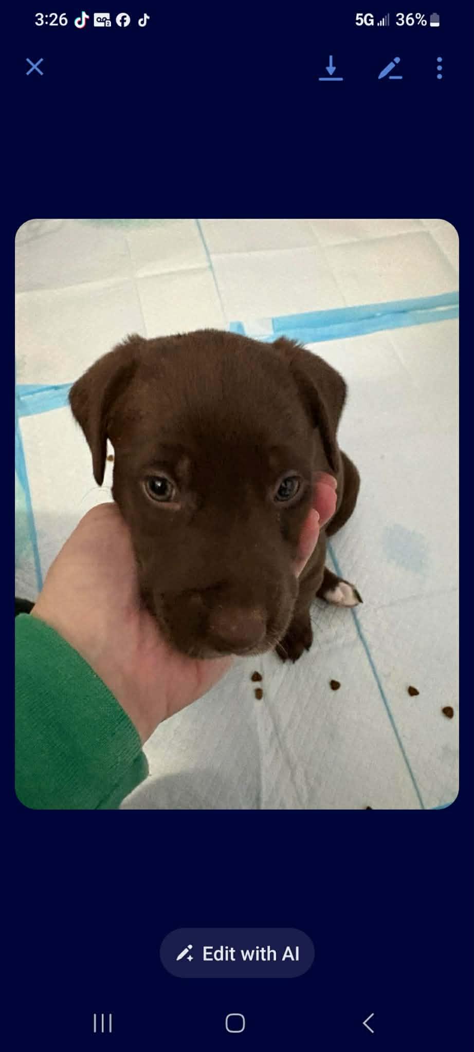 Enlarge Indy (Snowflake), a Adopted mixed breed in St. Clair Shores, MI image 6/6