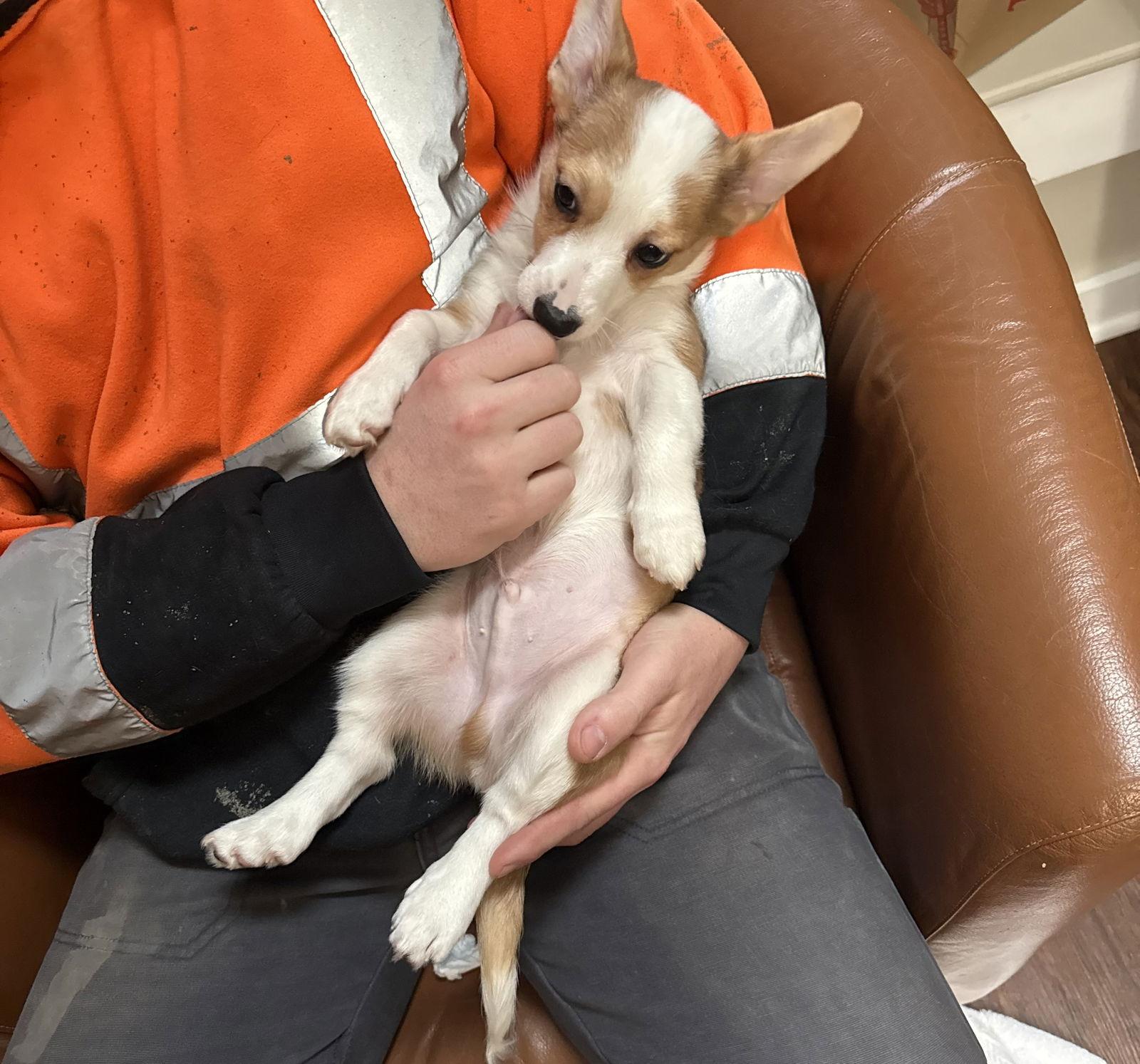 Nature Themed Puppy Rusty