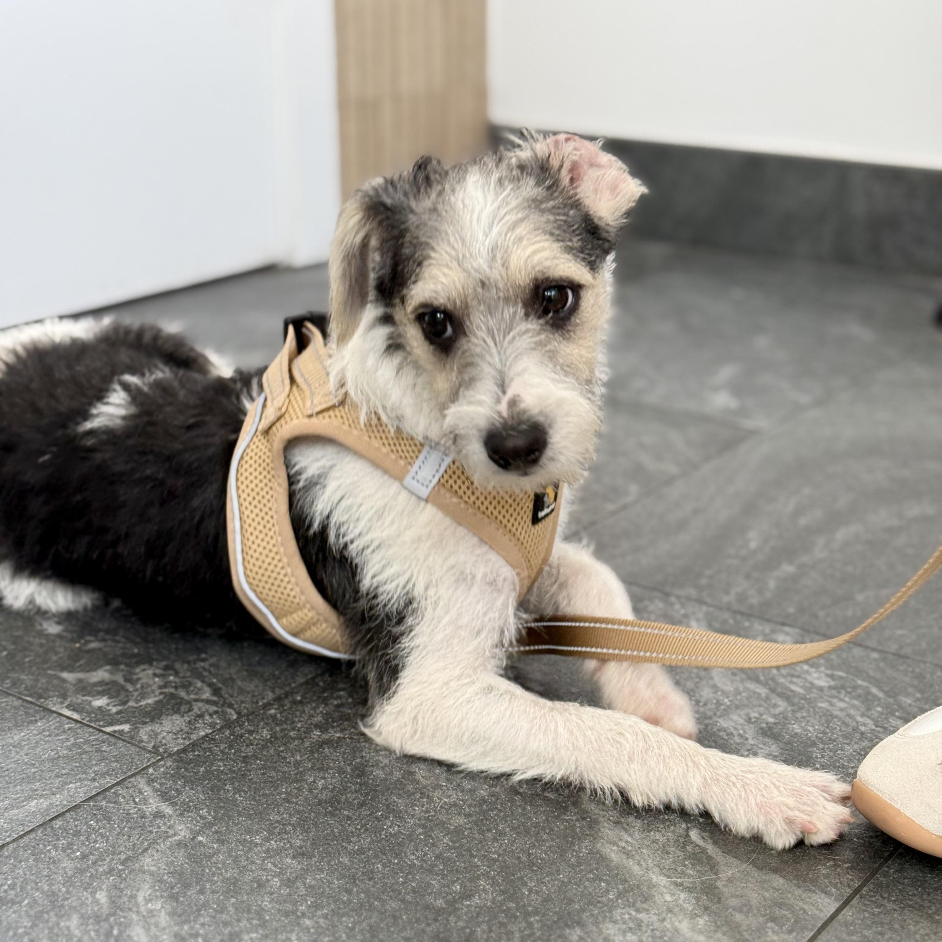 Enlarge Higgins, a Adopted mixed breed in Santa Monica, CA image 4/6