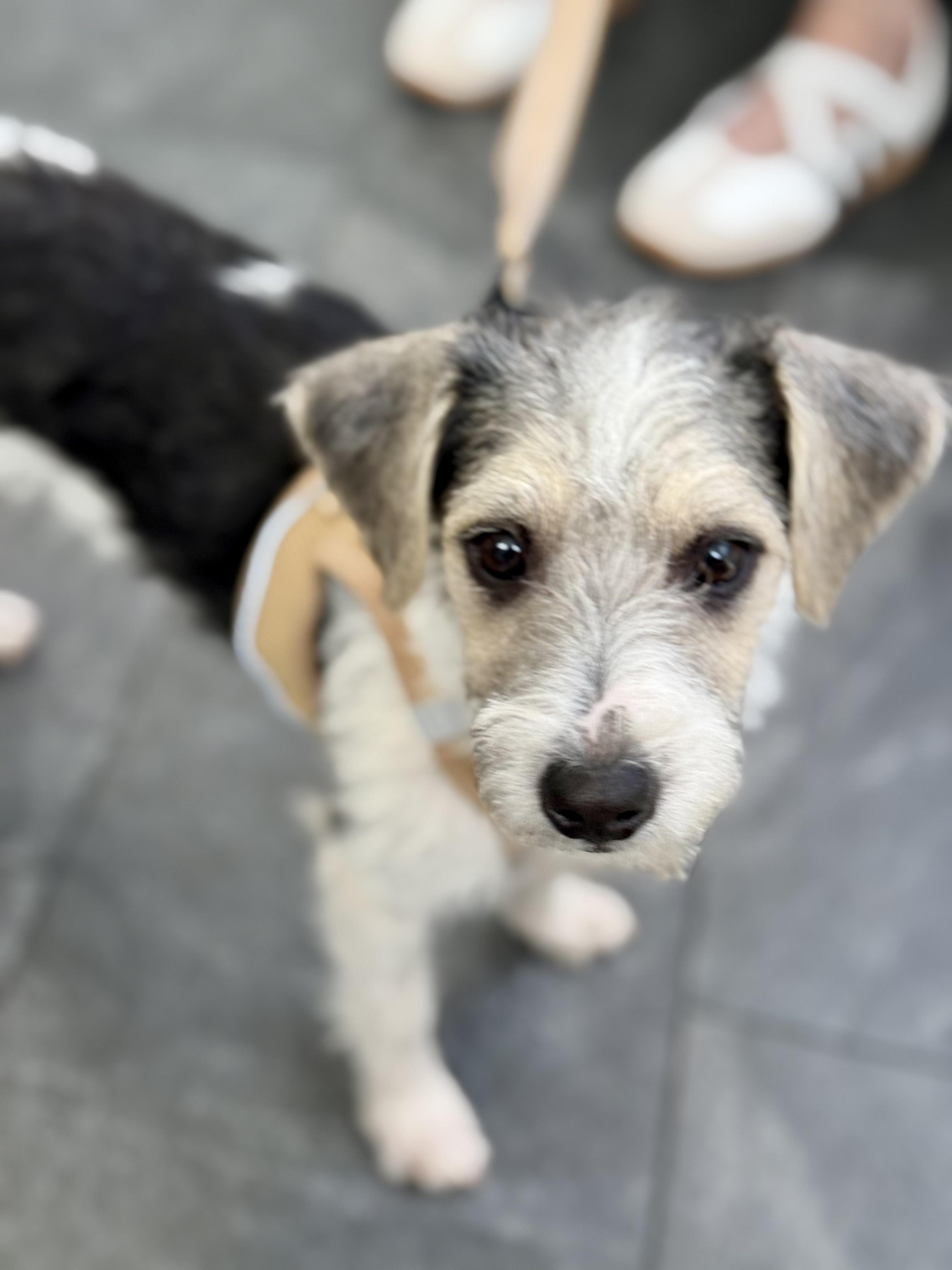 Enlarge Higgins, a Adopted mixed breed in Santa Monica, CA image 6/6