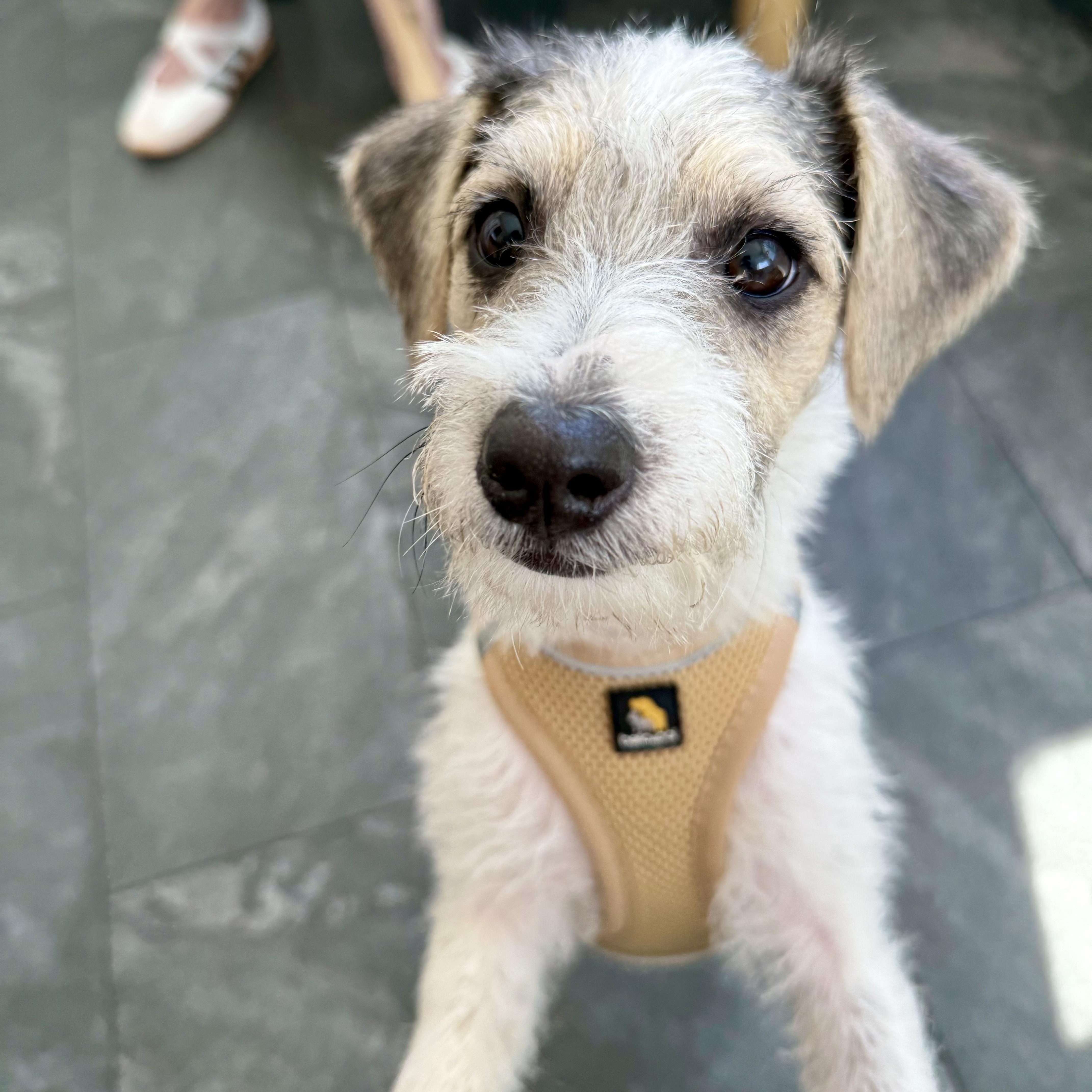 Enlarge Higgins, a Adopted mixed breed in Santa Monica, CA image 5/6