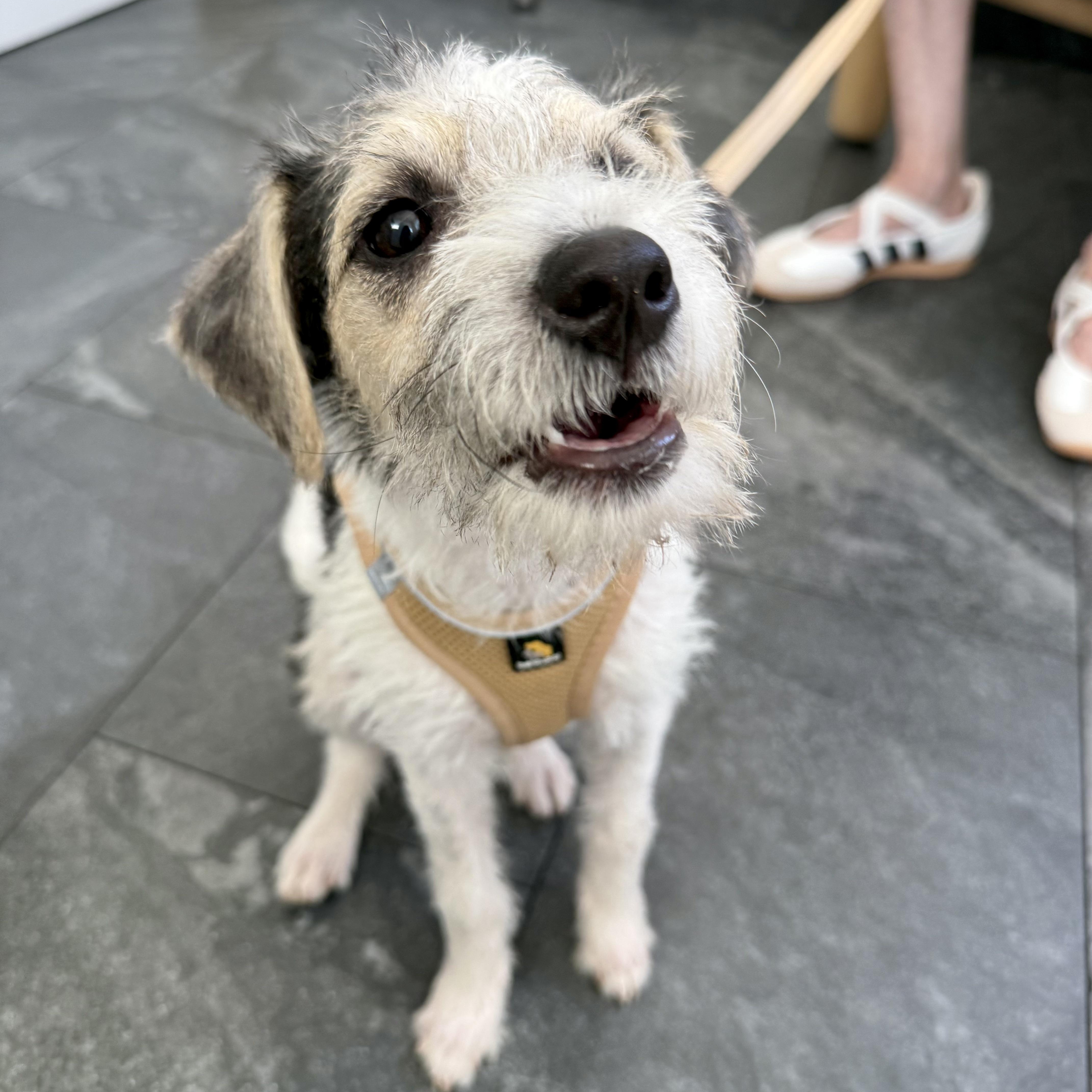 Enlarge Higgins, a Adopted mixed breed in Santa Monica, CA image 2/6