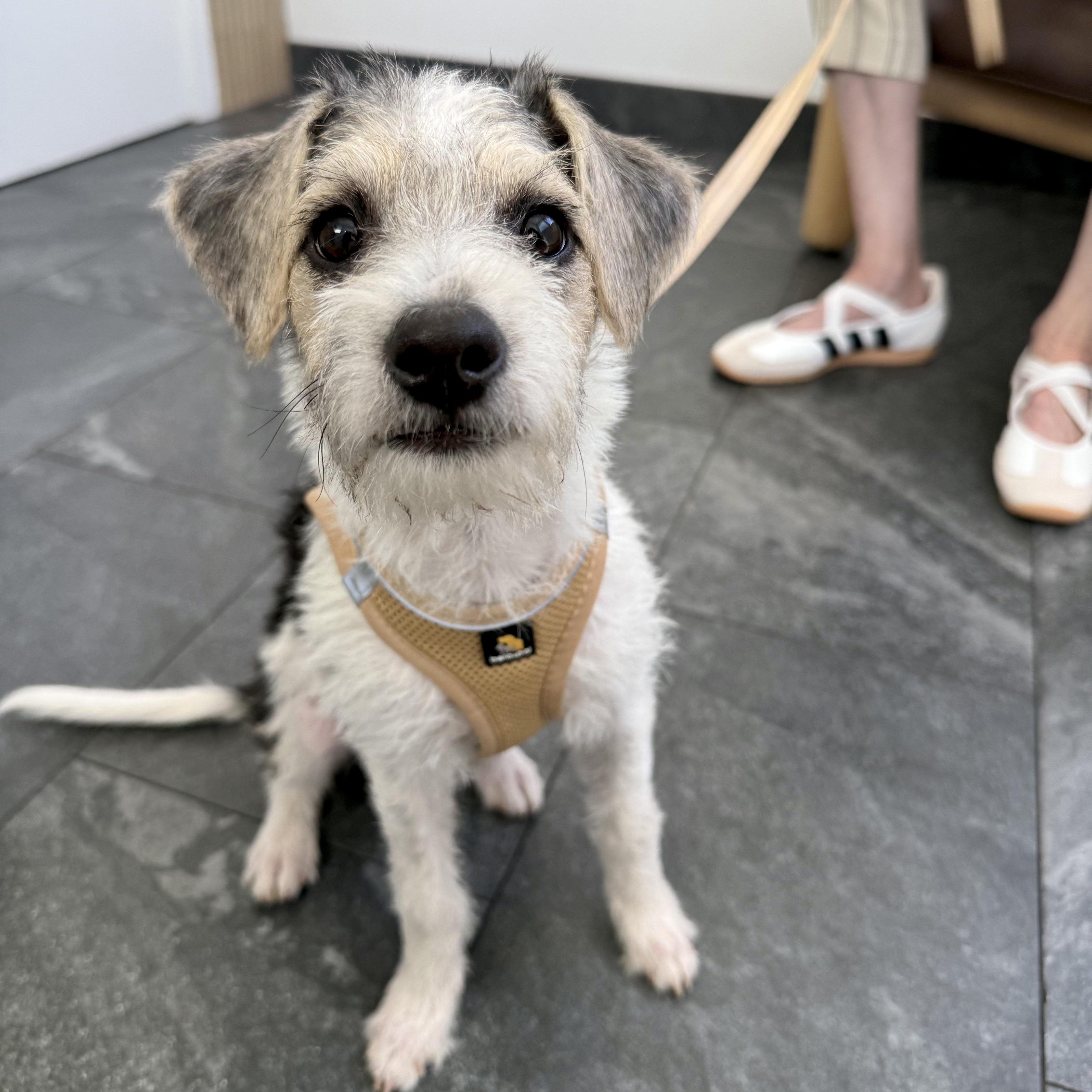 Enlarge Higgins, a Adopted mixed breed in Santa Monica, CA image 3/6