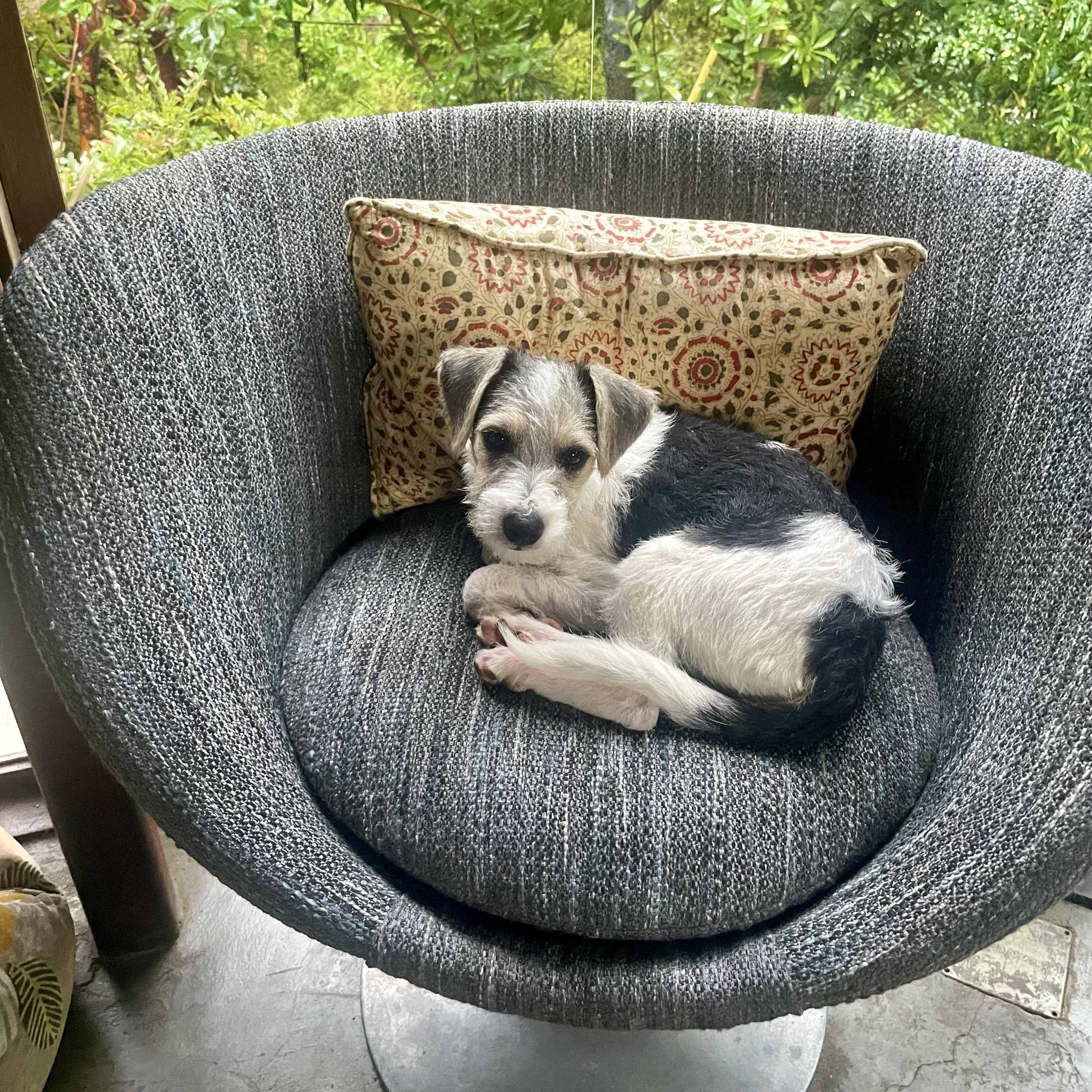 Higgins, Adopted, Young Male Miniature Schnauzer & Jack Russell Terrier.
