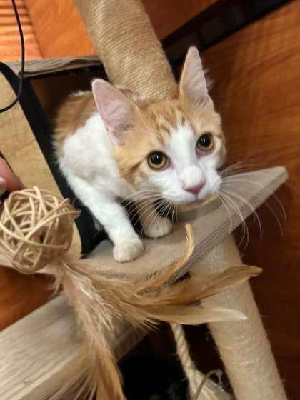 Traffic, Adoptable, Kitten Male Domestic Medium Hair & Domestic Short Hair.