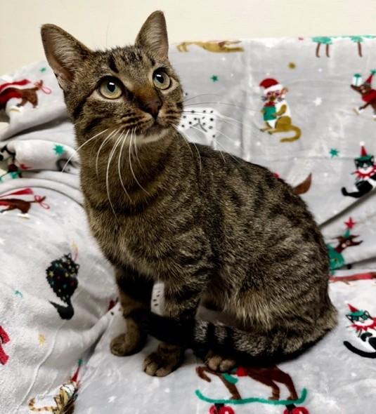 Enlarge Taylor, a ADOPTABLE Domestic Short Hair in Miller Beach, IN image 1/1