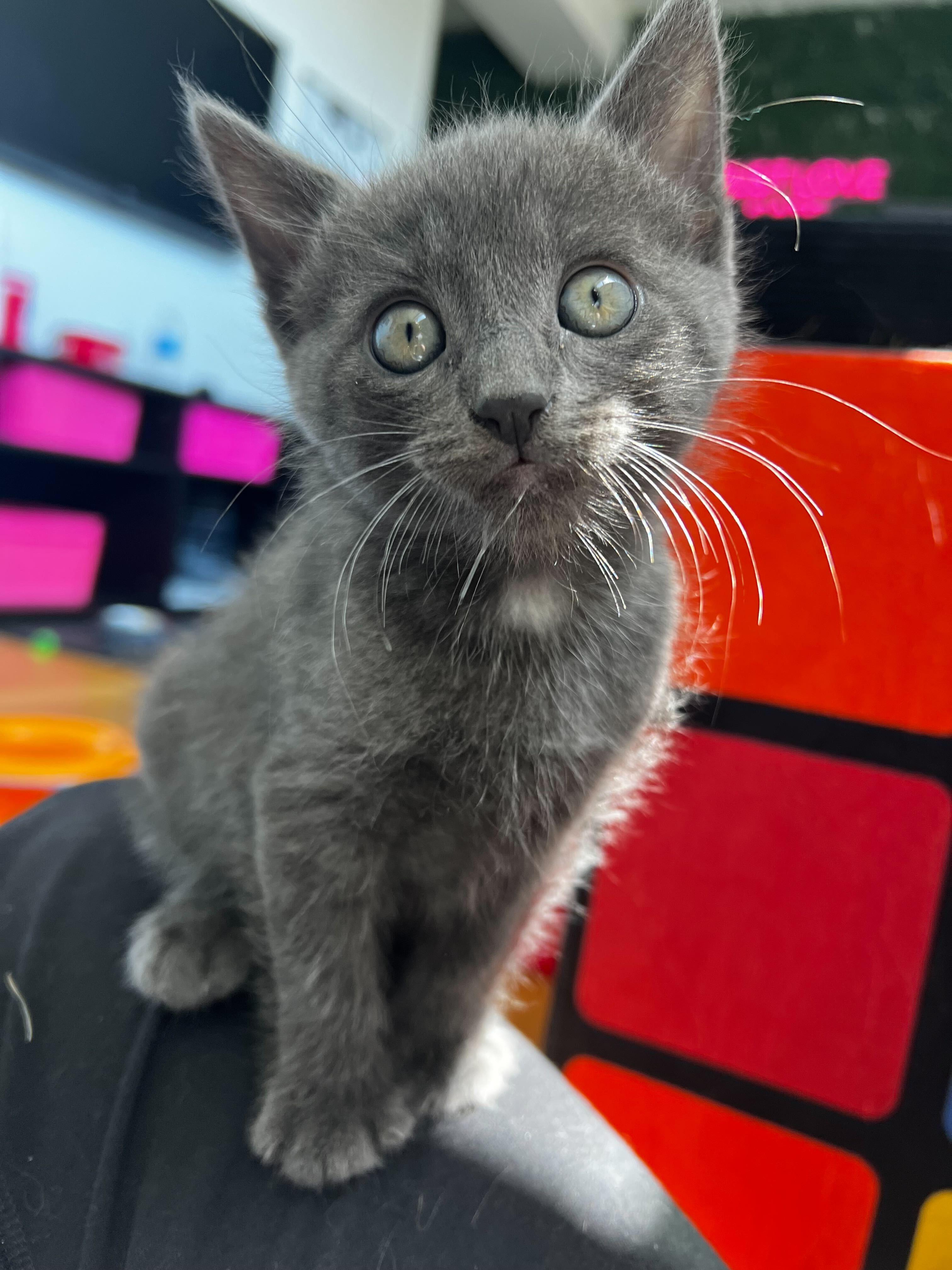 Fiona, ADOPTABLE, Kitten Female Domestic Short Hair & Russian Blue.
