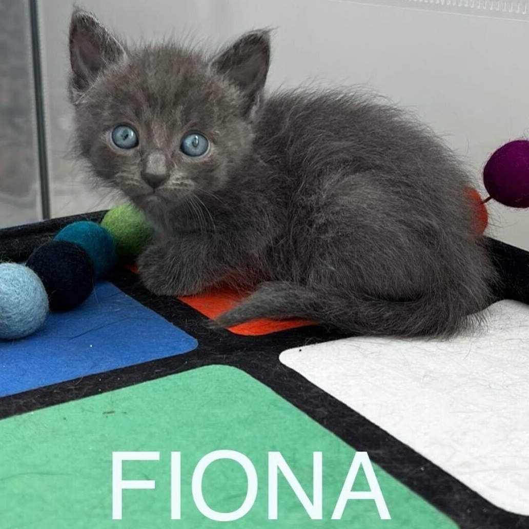 Fiona, a ADOPTABLE mixed breed in Santa Monica, CA image 2/6