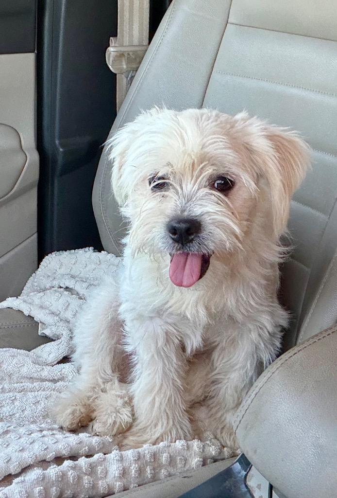 Enlarge Pete, a Adoptable mixed breed in Princeton, MA image 2/6