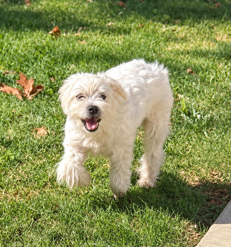 Enlarge Pete, a Adoptable mixed breed in Princeton, MA image 6/6