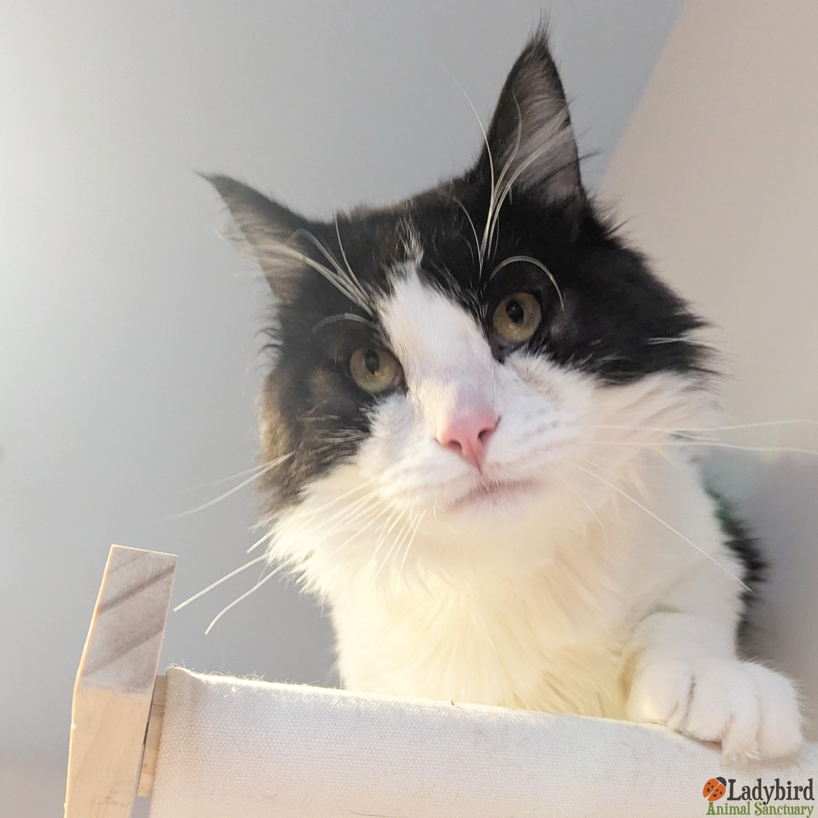 Shumardii, adopted, Young Male Domestic Medium Hair.