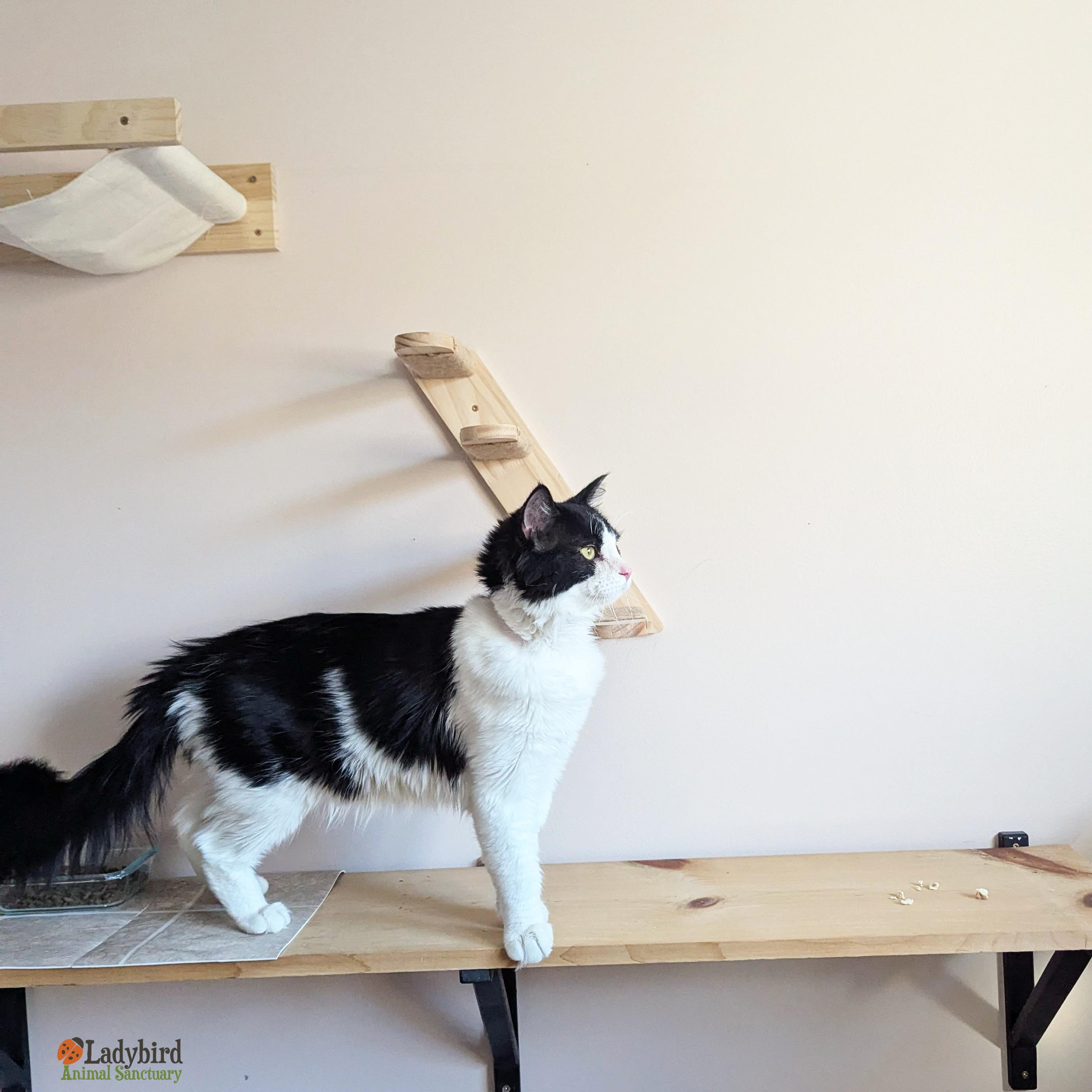Enlarge Shumardii, an adopted mixed breed in Hamilton, ON image 3/5