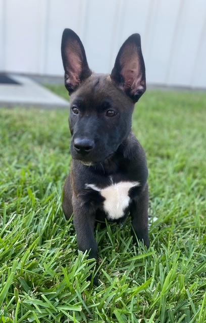Cheeto, Adoptable, Puppy Male Husky.