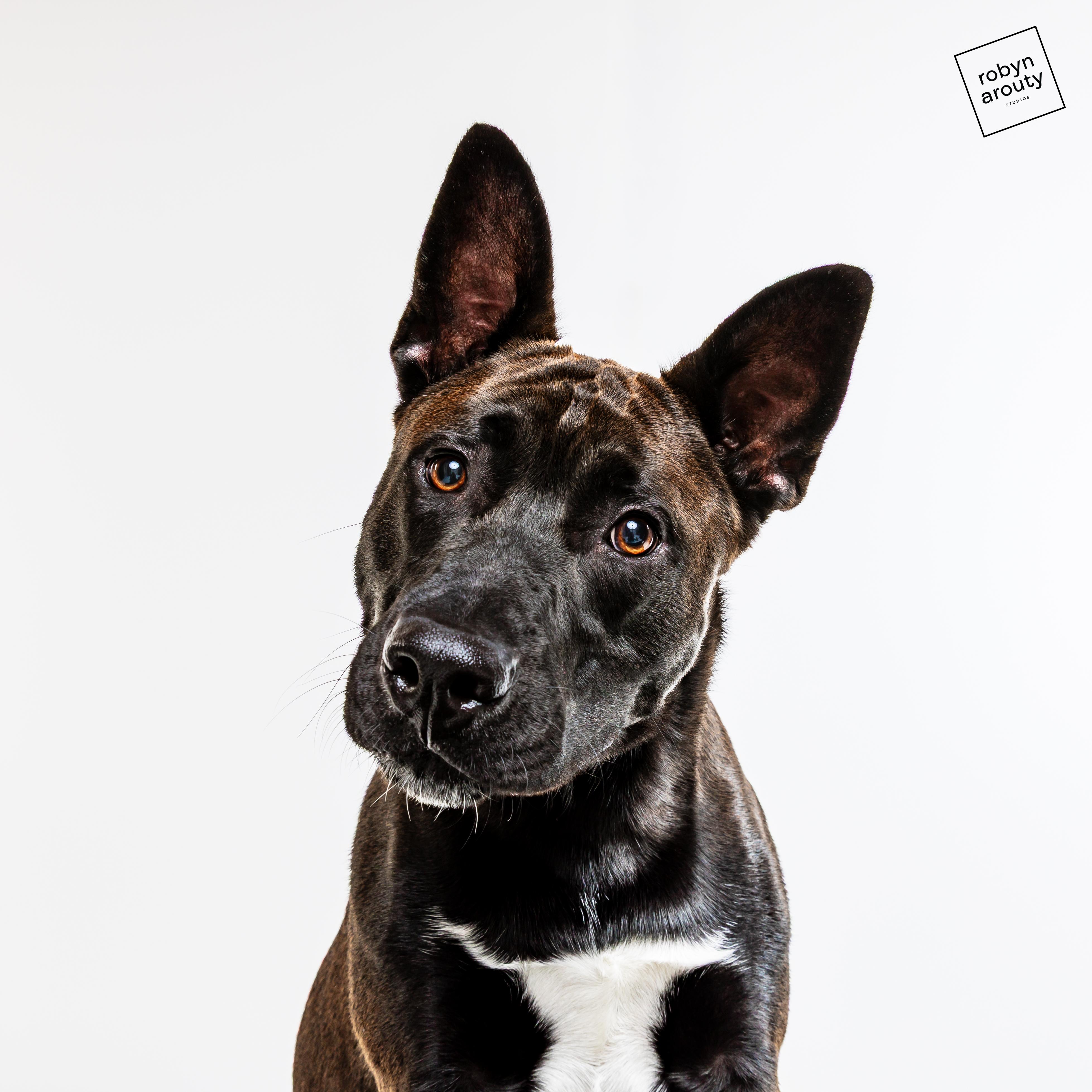 Enlarge Cheeto, a Adoptable Husky in Houston, TX image 2/4