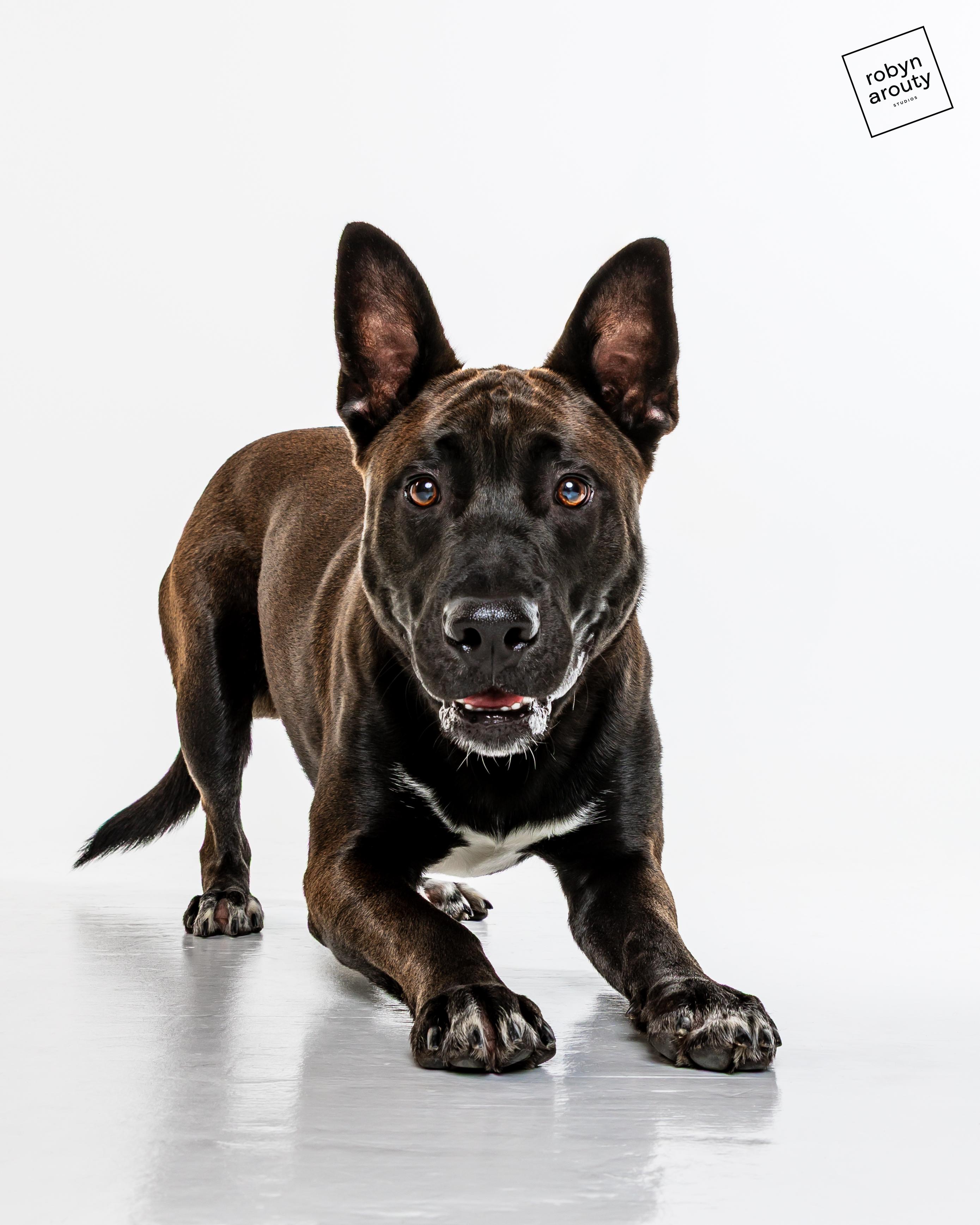 Enlarge Cheeto, a Adoptable Husky in Houston, TX image 3/4