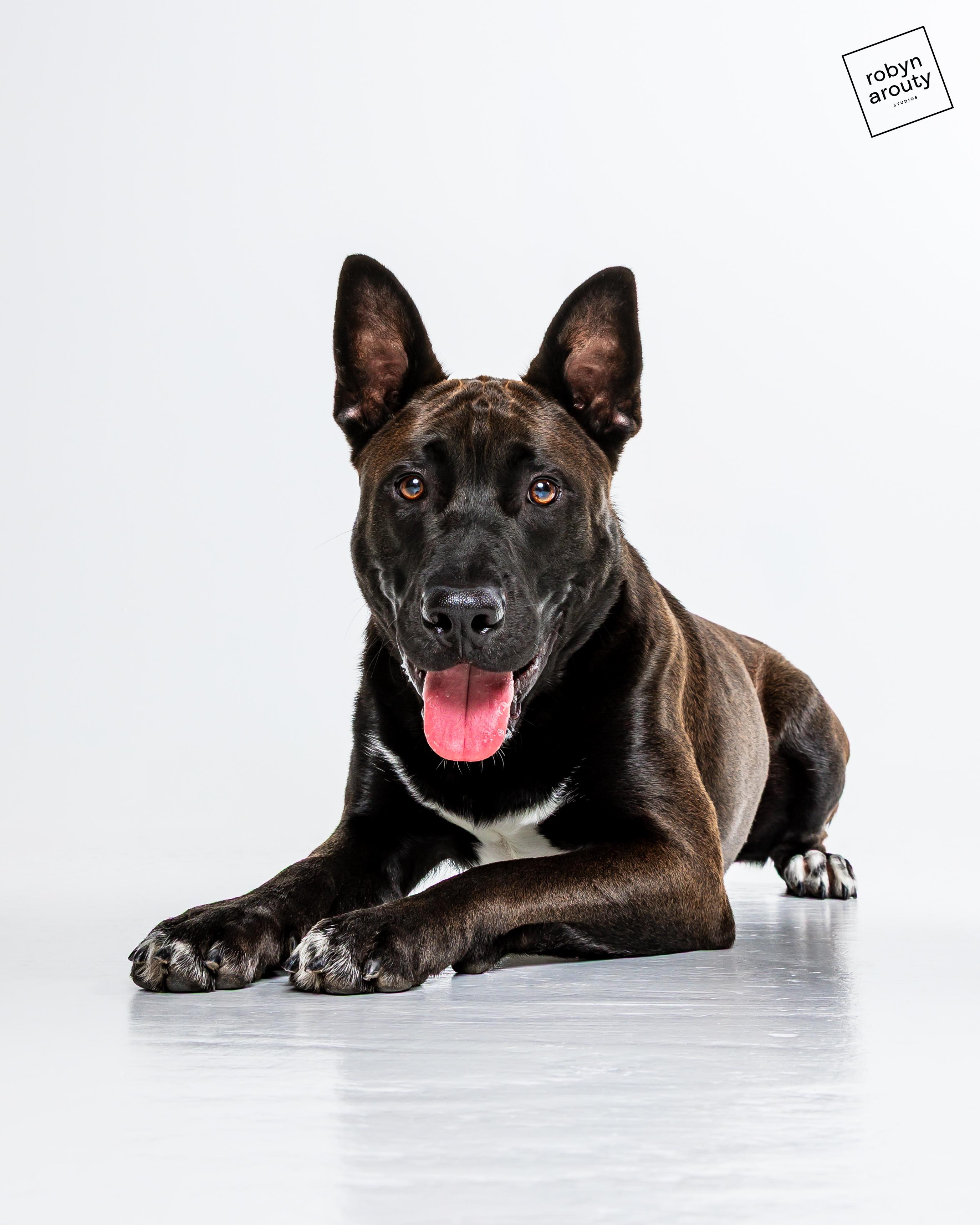 Cheeto, Adoptable, Puppy Male Husky.