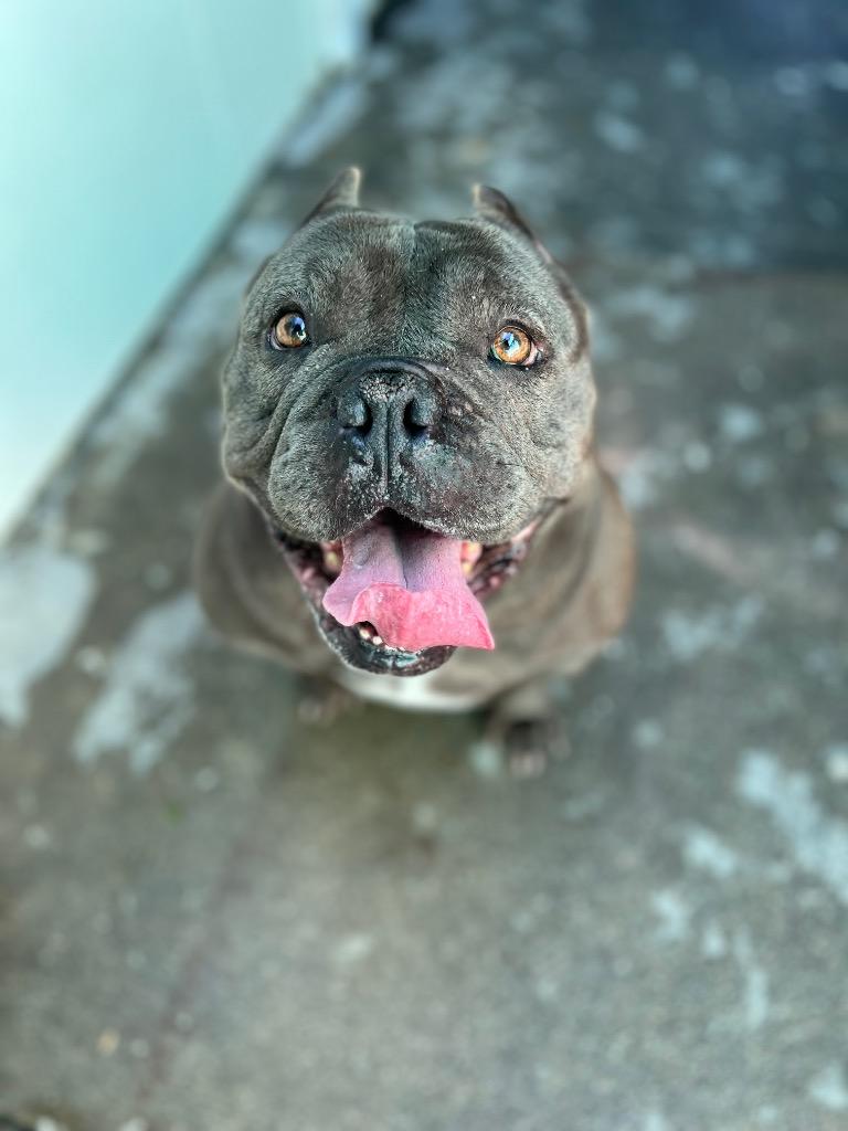 Punky, Adoptable, Senior Female English Bulldog & Terrier.