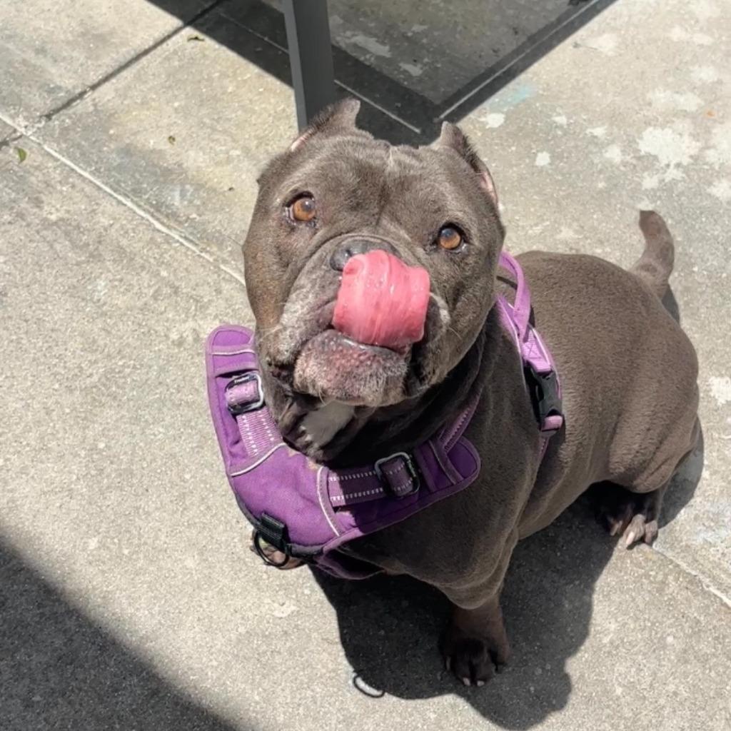 Punky, a Adoptable mixed breed in Los Angeles, CA image 2/6