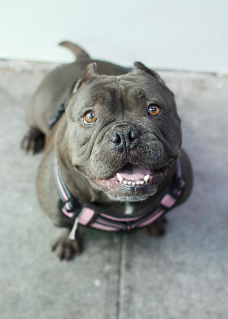Punky, a Adoptable mixed breed in Los Angeles, CA image 4/6