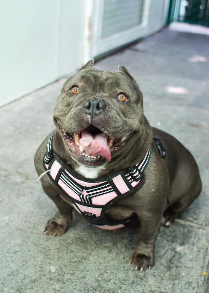 Enlarge Punky, a Adoptable mixed breed in Los Angeles, CA image 1/6