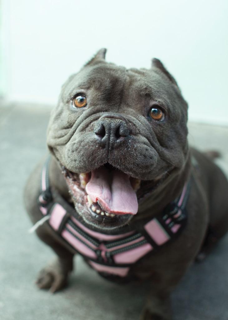 Punky, a Adoptable mixed breed in Los Angeles, CA image 6/6