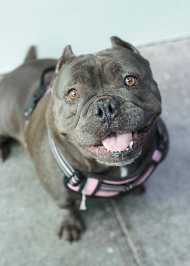 Enlarge Punky, a Adoptable mixed breed in Los Angeles, CA image 5/6